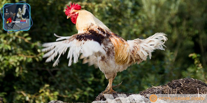 Chú trọng đến việc phục hồi thể lực, sức khỏe sau mỗi trận đấu