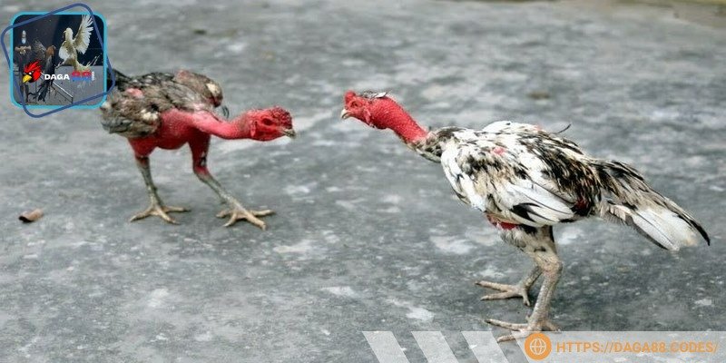 Anh em nên chỉ đặt cược với số tiền có thể chi trả