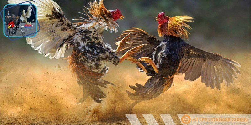 Đá gà chọi C1 mang đến trải nghiệm bất tận