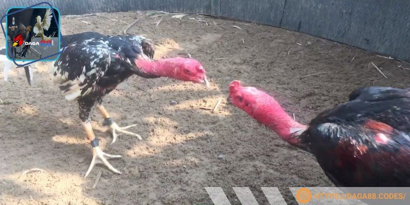 Chúng ta cần phải giải trí đá gà có chừng mực