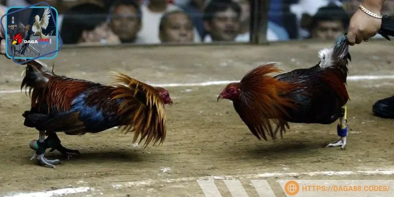 Bình luận viên chính là người truyền tải cảm xúc