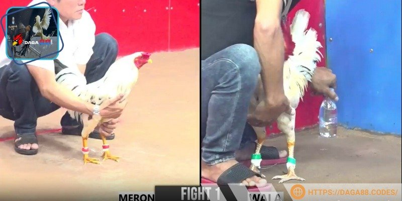 Đá gà trực tiếp có bình luận đang là xu hướng mới