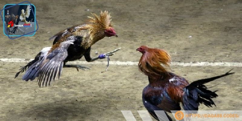 Người chơi cần đảm bảo vào đúng địa chỉ an toàn