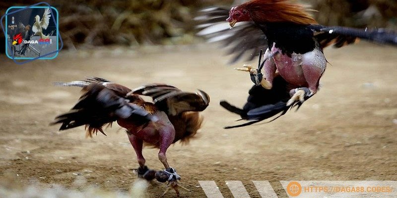 Kết quả đá gà trực tiếp được DAGA88 cập nhật nhanh chóng, chính xác