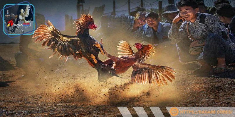 Đá gà trực tiếp là một hình thức thi đấu sôi động