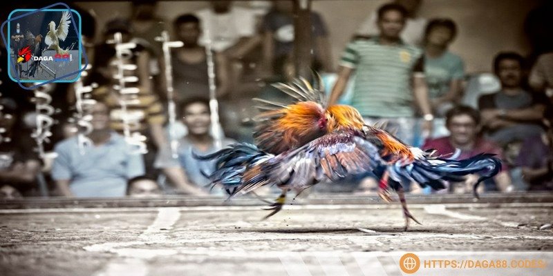 Các phiên cược được phát sóng sắc nét, sống động